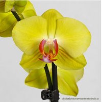 Orkide Lime/Gul Närbild - Krukväxter - Skicka blommor och presenter i